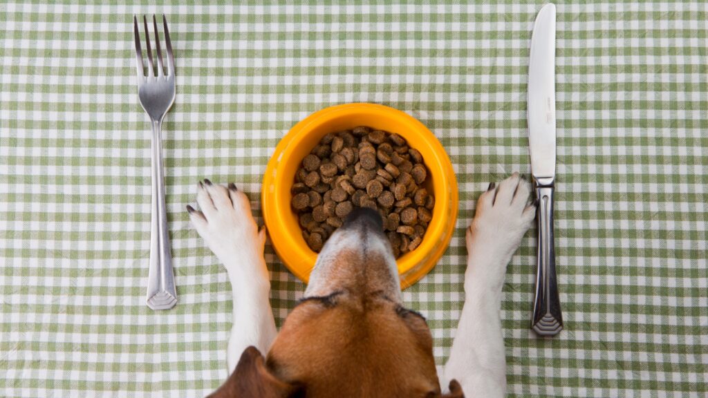 The Importance of a Healthy Diet for Your Furry Companion