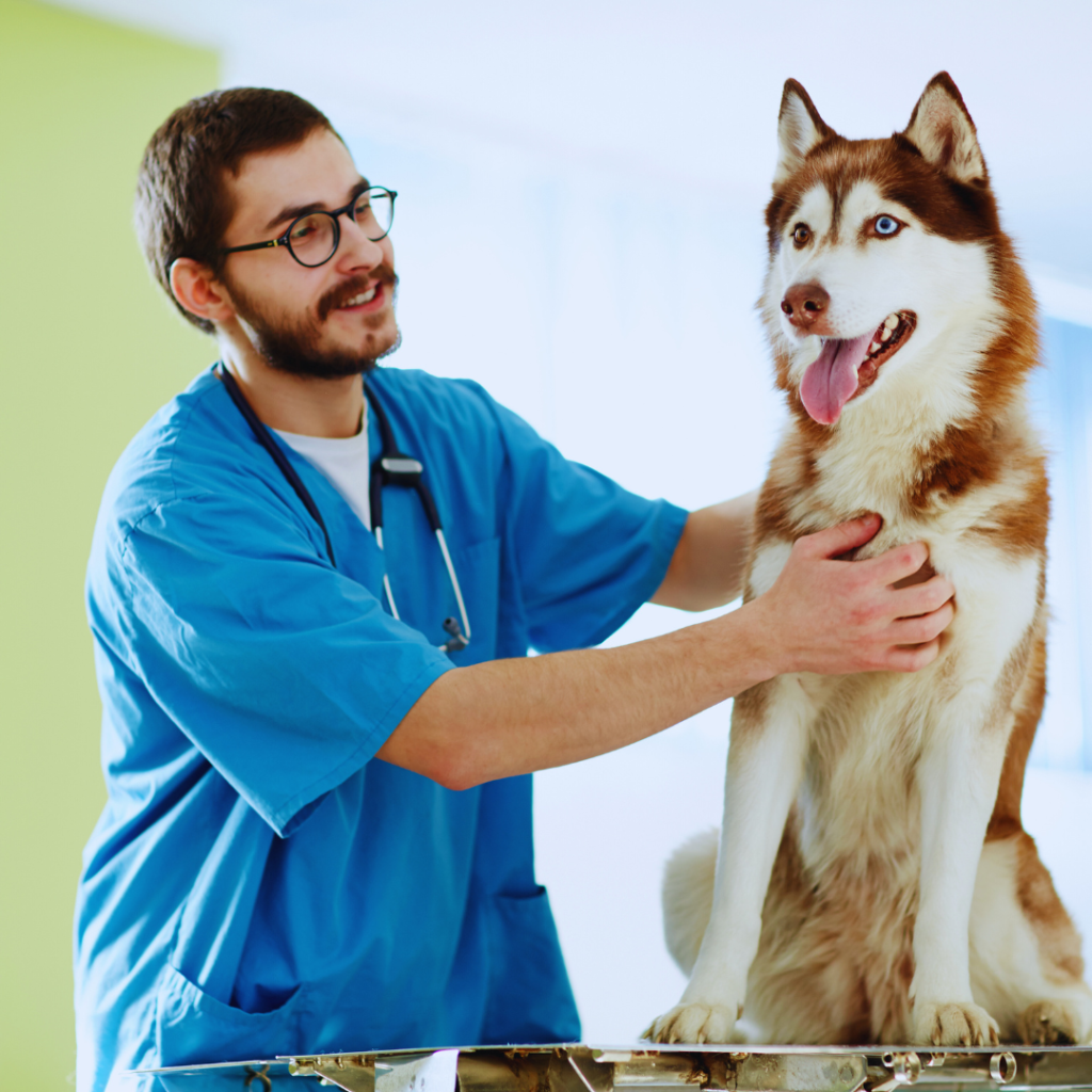 Common Pet Health Issues and How to Prevent Them Effectively