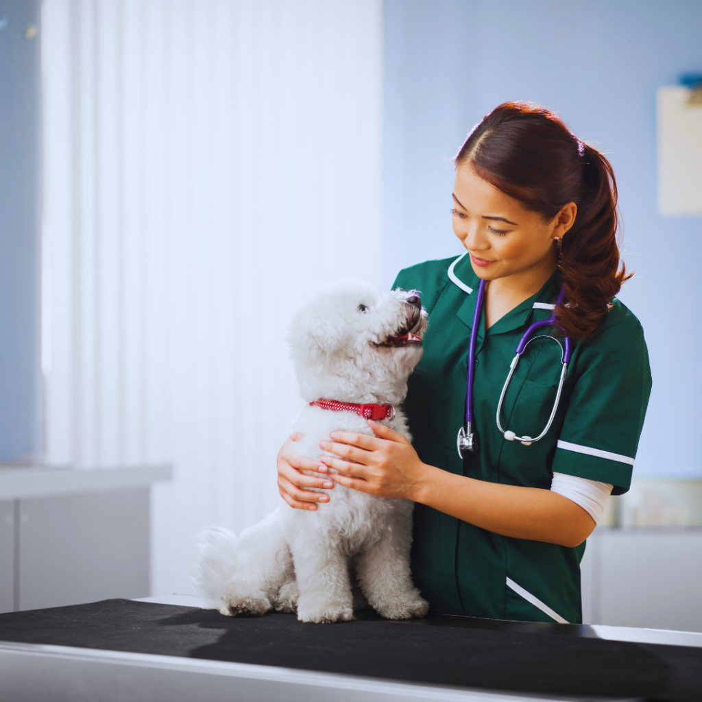 How to Choose the Right Vet for Your Pet’s Health Needs